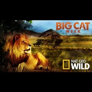 Big Cats Initiative