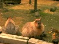Monkey punches capybara's nose
