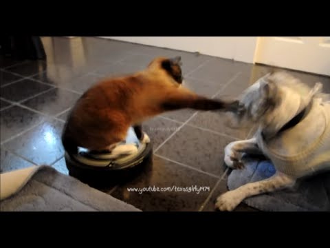 Коты на Roomba