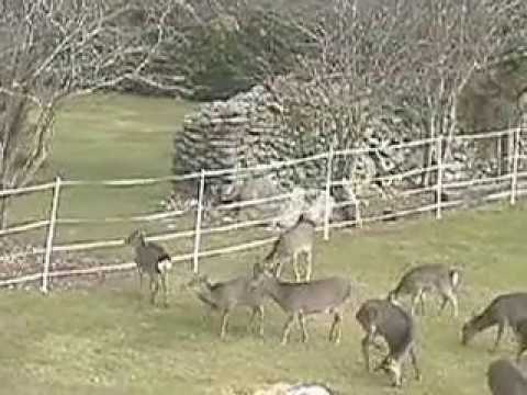 DEER FENCING, ELECTRIC, CONVENTIONAL, WIRELESS FENCING