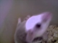 Naissance Mastomys natalensis (souris africaine)