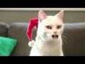 Minou qui chante Noël