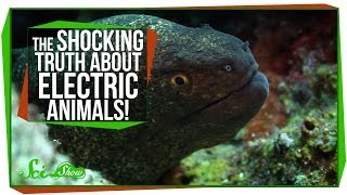 The Shocking Truth About Electric Animals!