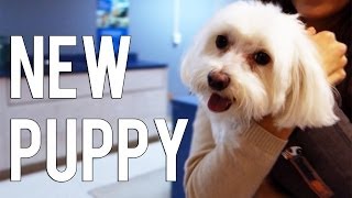 PUKA COMES HOME | New Puppy