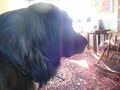 FUNNY DOGS Part 3: Leonberger & Chihuahua-Pomeranian Meet Statue