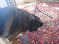 FUNNY DOGS Part 3: Leonberger & Chihuahua-Pomeranian Meet Statue