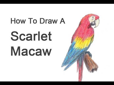How to Draw a Macaw (Scarlet Macaw) - YouTube