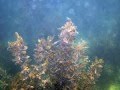 Snorkeling Thailand 2011, Salad beach, Koh Phangan
