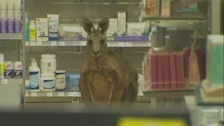 Kangaroo hops into shop at Melbourne airport