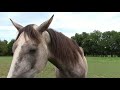 Back to the Homestead - Searching for a Homestead Part 1