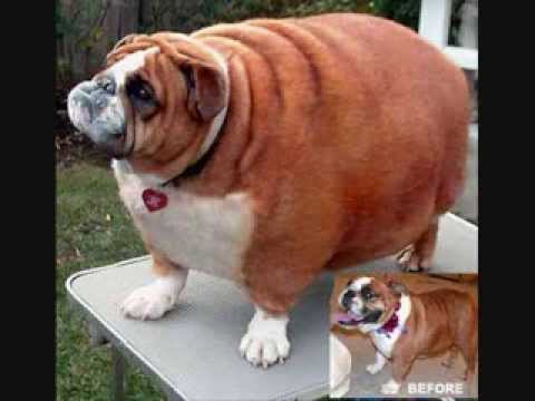 fat cats and dogs. Really Fat Cats And Really Fat