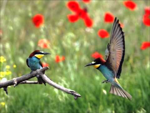AVES EXÓTICAS - YouTube