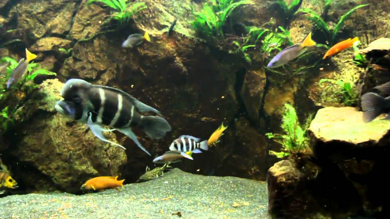 240G Lake Tanganyika tank with Frontosa - YouTube