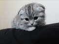人気子猫 クータン 「スコティッシュフォールド♀」 Kitten ScottishFold