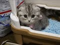 人気子猫 クータン 「スコティッシュフォールド♀」 Kitten ScottishFold