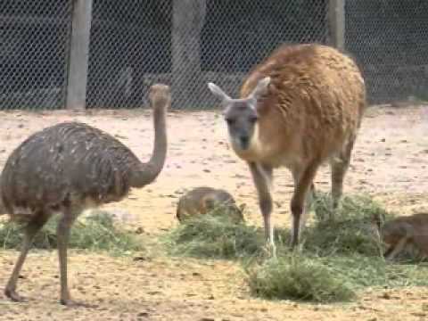 Argentina - Cordoba Zoo