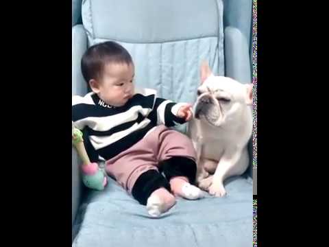 Cute Pets And Funny Animals Compilation # 35| Funny Dog Grooming Signs
