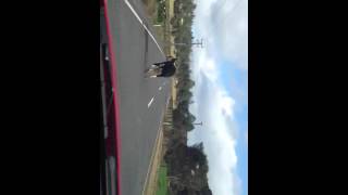 Cow crosses the road