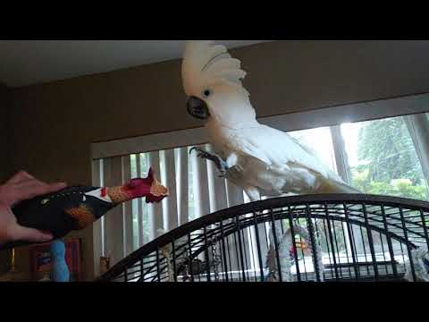 How funny this parrot playing throwing game🤣🤣🤣funny Cockatoo