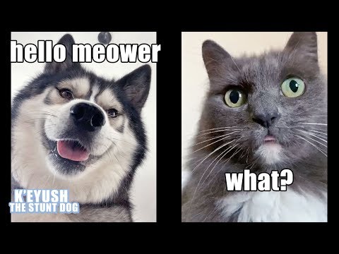 Dog FaceTimes Cat! Funny Conversation!