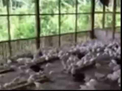 ENGLISH: http://hainanwel.com/en/unusual-world/4439-chickens-destroyed-in-japan.html
RUSSIAN: http://hainanwel.com/ru/unusual-world/4439-chickens-destroyed-in-japan.html