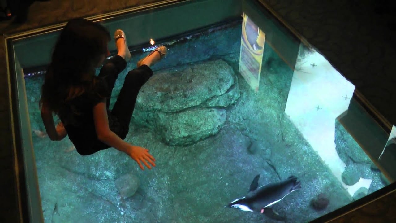 Tennessee aquarium gatlinburg coupons
