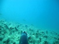 Подводная охота в Хорватии - зубарь