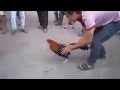 Đá Gà - đá gà Cựa Sắt Đỉnh Cao - da ga