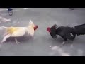 Đá Gà - đá gà Cựa Sắt Đỉnh Cao - da ga