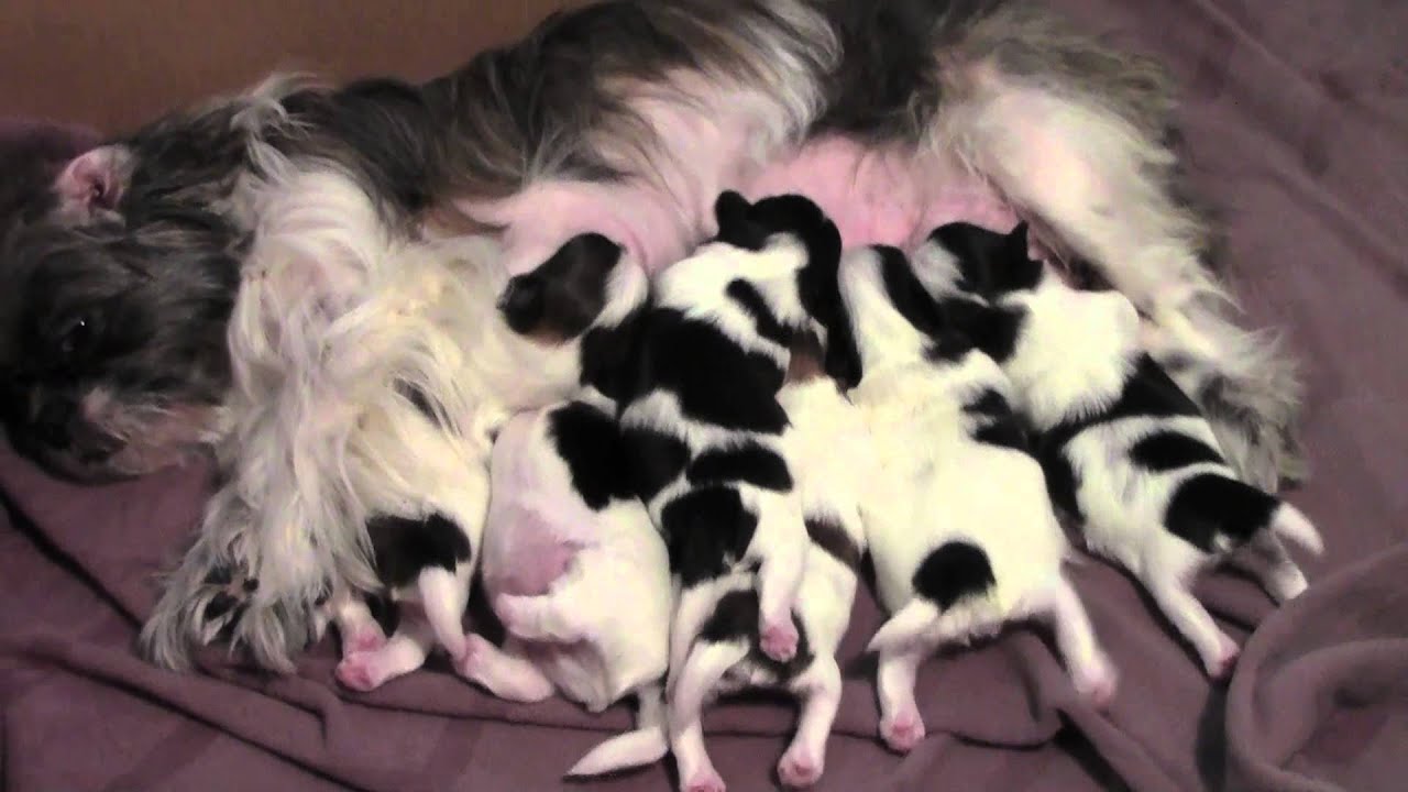 one week puppies shih tzu puppies one week puppies one week puppies shih tzu puppies one week puppies