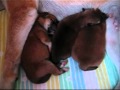 Shiba Inu Puppy's 14 septembre