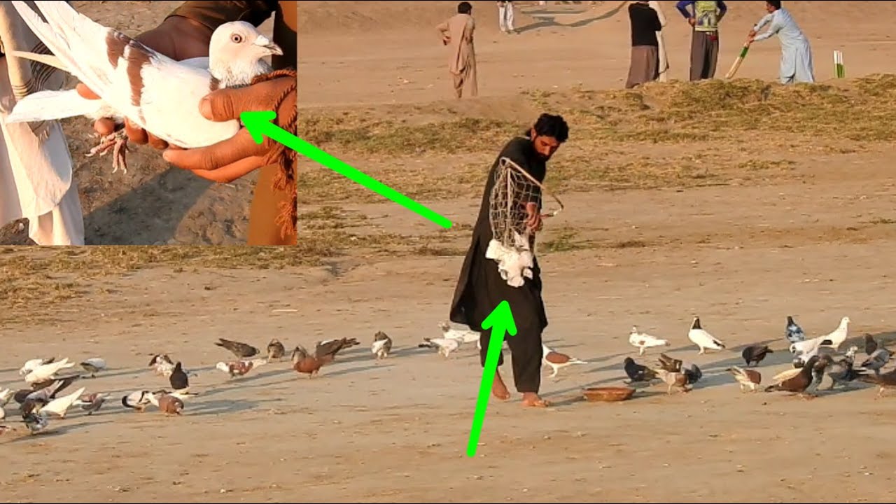Qasid Kabootar Pic