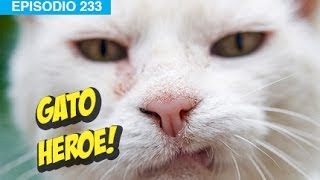 Gato Salva a Niño l whatdafaqshow.com