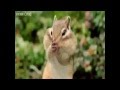 Funny: Talking Animals Are Funny