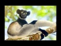 Madagascar - The Eighth Continent
