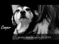 JUSTE UN CHIEN