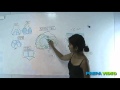 anatomie cours arthrologie articulation du genoux