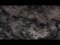 How to get Ants to carry a sign - Smarter Every Day 92