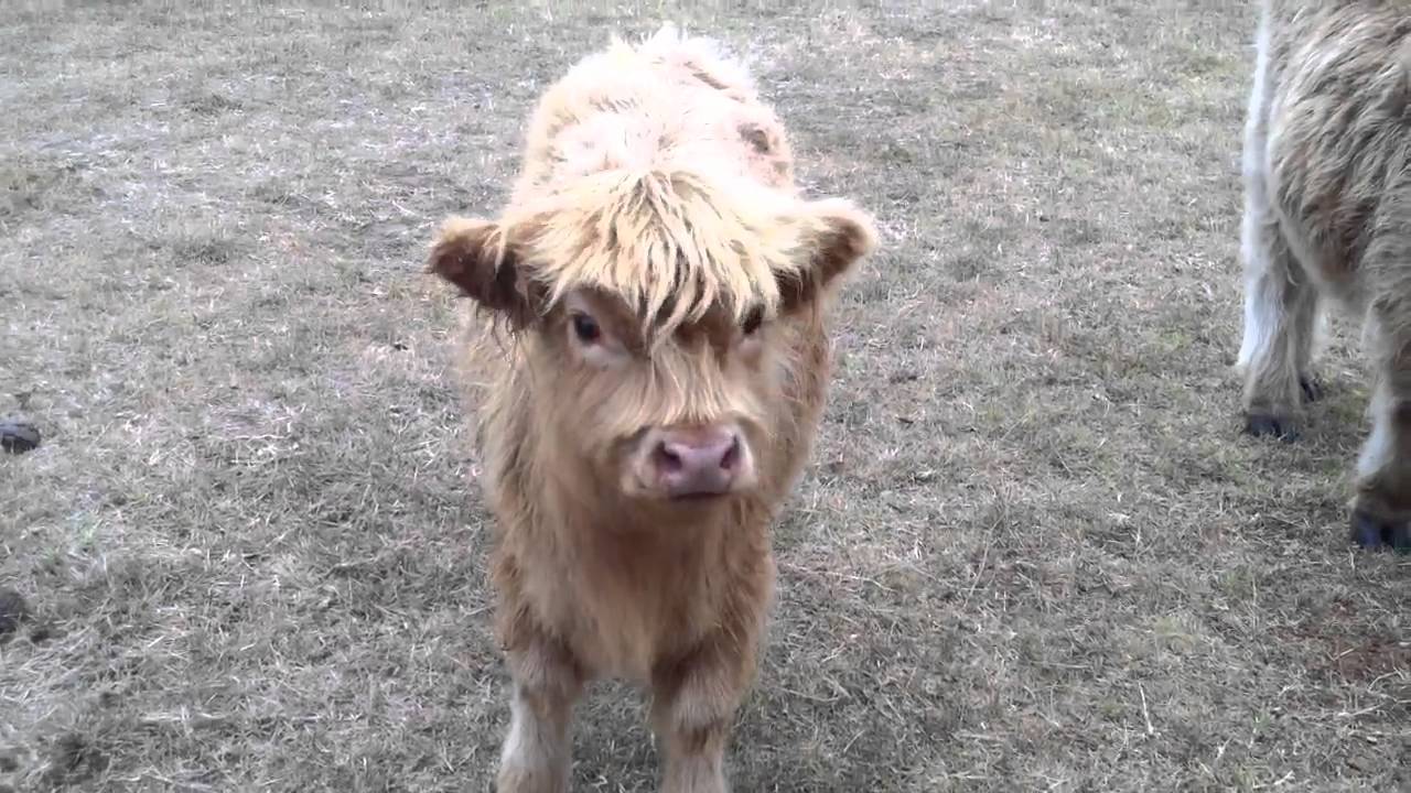 micro mini highland cow