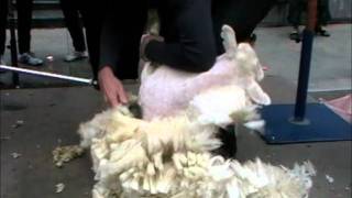 Sheep Shearing