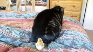 Cat Ignores Chick!