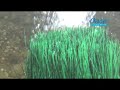 Gartenteich anlegen - Video: Wie Sie einen Gartenteich selber bauen Schritt für Schritt