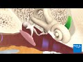 How the ear works