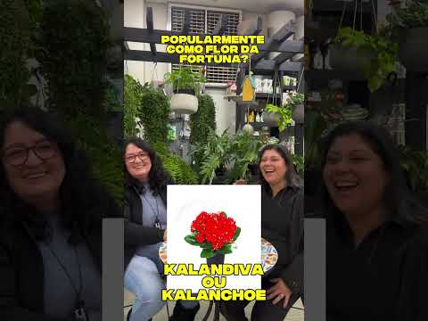 Desafio de Perguntas Romana - Parte 1