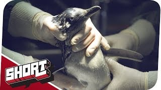 Pinguine auf Valium - Zootiere ruhiggestellt!