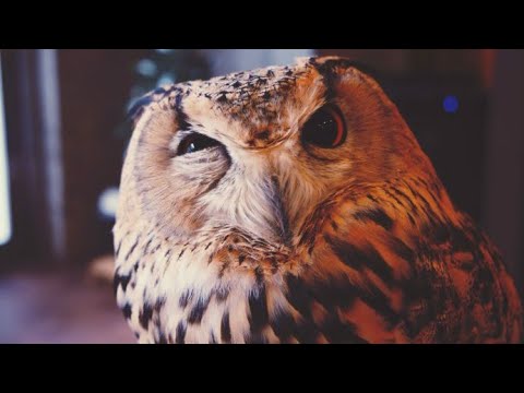 Funny Birds Video Compilation 2020.