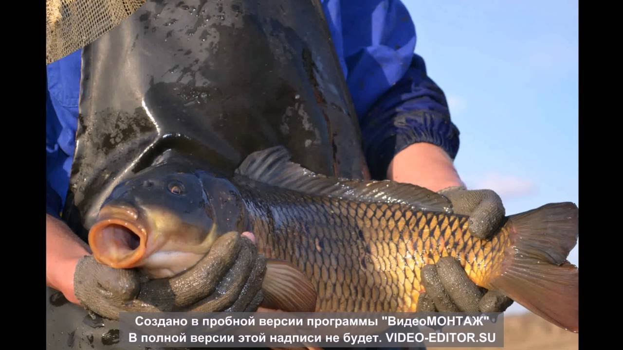 любое инкубация карпа рыбы видео белье отводит