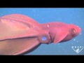 Vampire Squid Turns Inside Out - Youtube