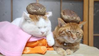 しいたけ　Mushroom hat and cat