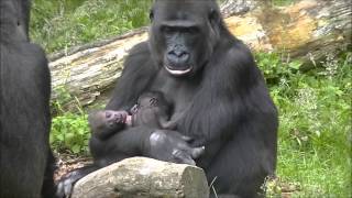 13 day old gorillatwin @Burgers' Zoo